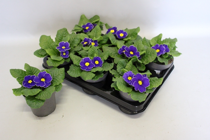 Primula acaulis Blue Rim