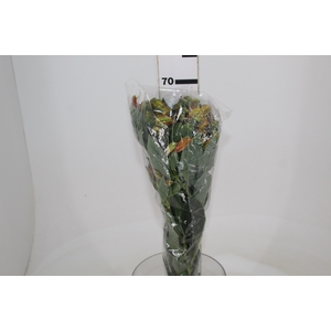 ALST. ORANGE QUEEN 070 CM