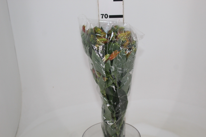 <h4>ALST. ORANGE QUEEN 070 CM</h4>