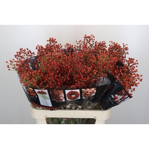 Rozenbottel Autumn Rosefruits