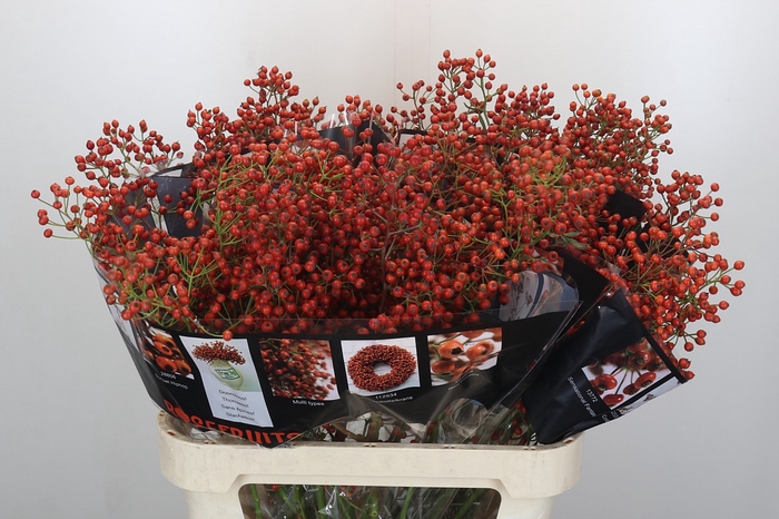 Rozenbottel Autumn Rosefruits