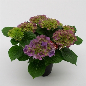 Hydrangea Hovaria Hobergine