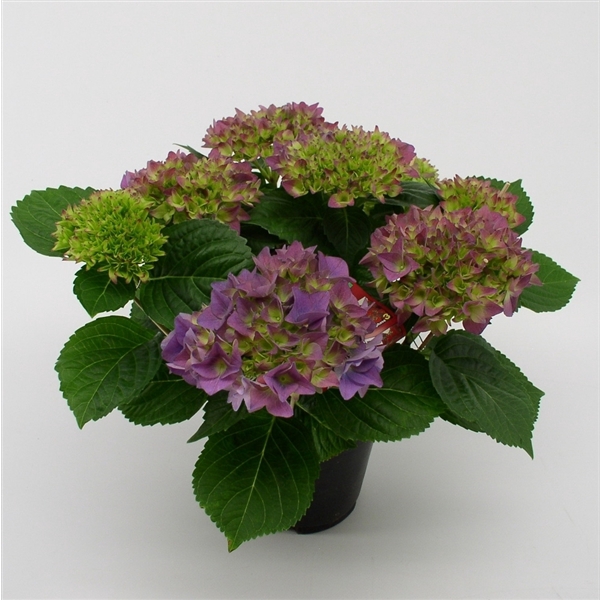 <h4>Hydrangea Hovaria Hobergine</h4>