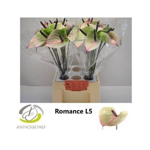 ANTH A ROMANCE IMP 40 water