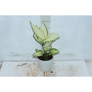 AGLAONEMA WHITE JOY P12