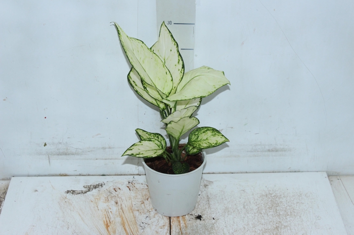 <h4>AGLAONEMA WHITE JOY P12</h4>