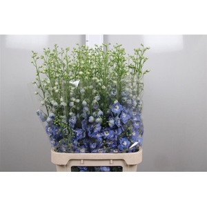 Delph Du Aurora L Blue