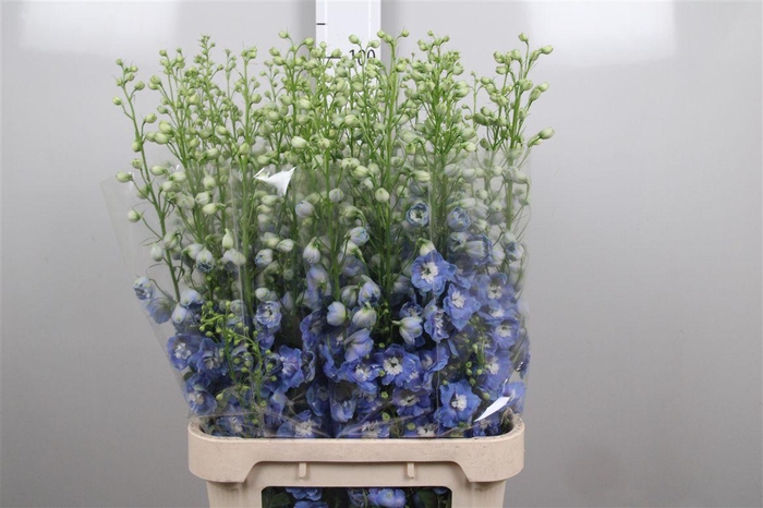 <h4>Delph Du Aurora L Blue</h4>