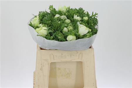 <h4>Anem Levante White</h4>