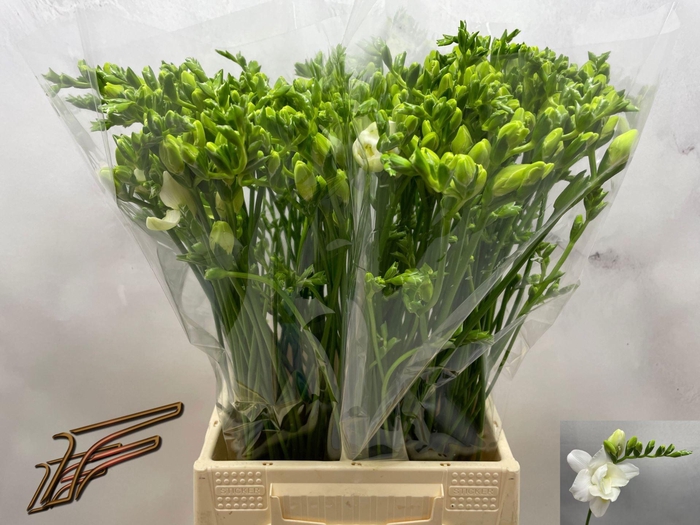 <h4>Freesia du Volante</h4>