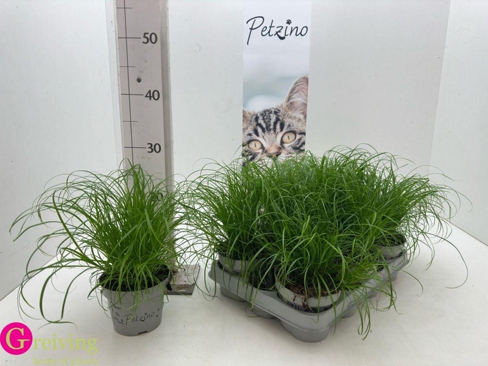 <h4>CYPER ALT ZUMULA</h4>