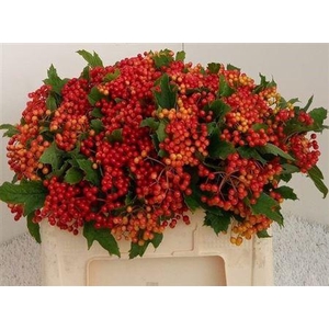 Viburnum Op Compactum
