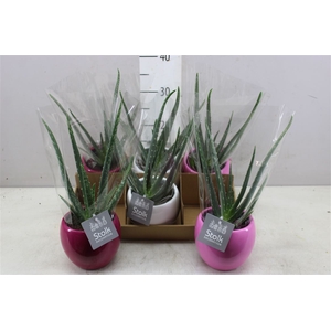 Aloe Vera Pink Mix Keramiek