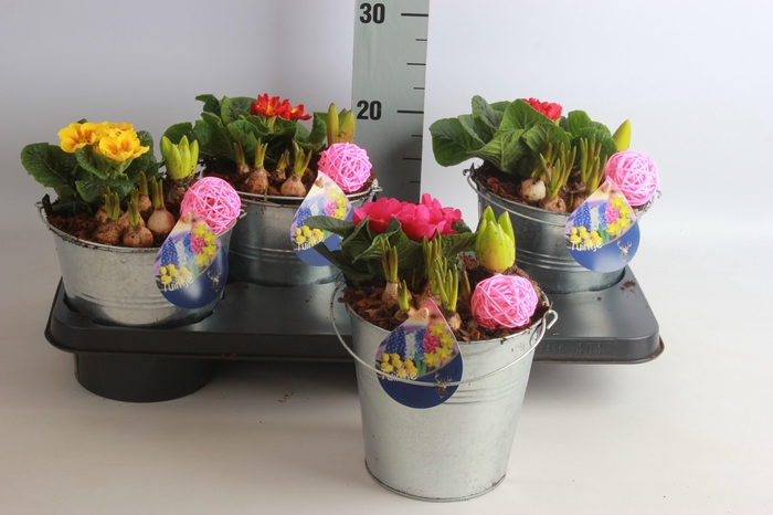 <h4>ARR TUINPLANTEN</h4>