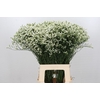 Limonium Pinna Colada