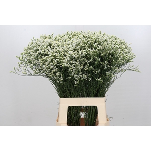 Limonium Pinna Colada