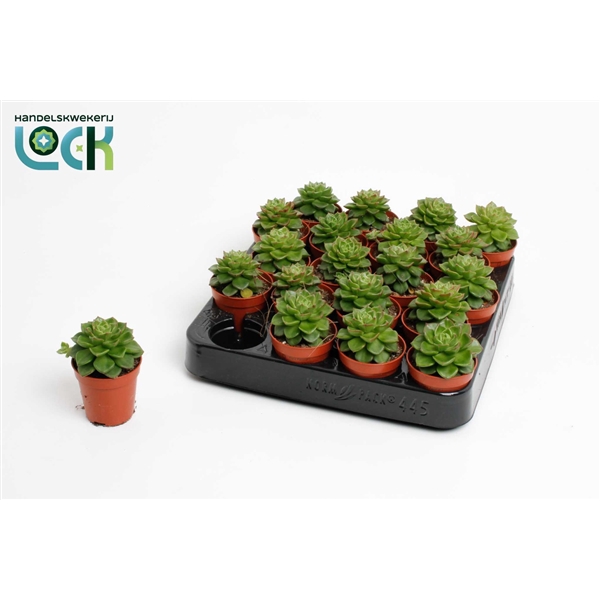 <h4>Echeveria Afines</h4>