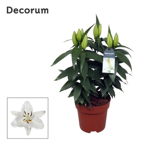 Lilium Or White 17cm