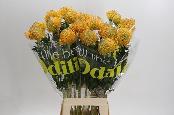 <h4>Nutans Haw Catherinae</h4>