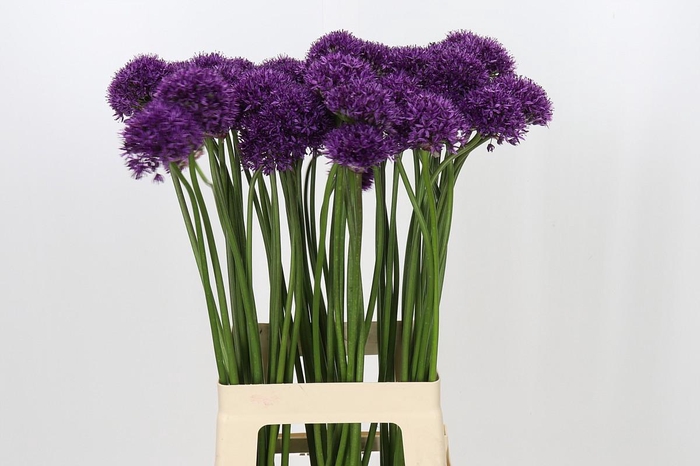 <h4>Allium Chicago</h4>