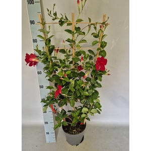 Sundaville 19 cm Rek Red
