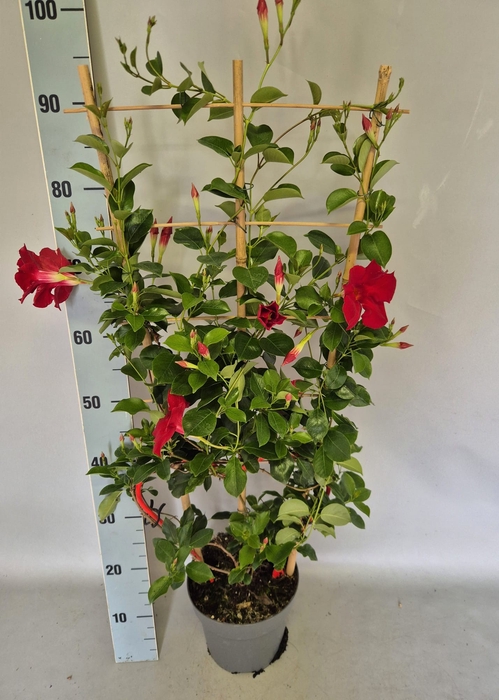 <h4>Sundaville 19 cm Rek Red</h4>