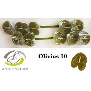 Anth A Olivius 15 cm X10 Bouman