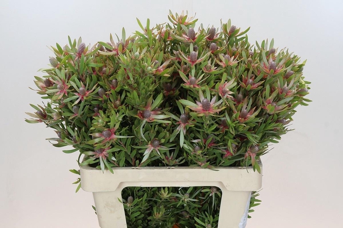 <h4>LEUCAD AYOBA ST PEAR</h4>