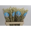 Amaranthus Yearming Desert