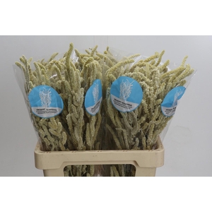 Amaranthus Yearming Desert