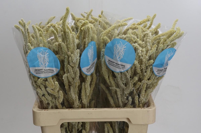 <h4>Amaranthus Yearming Desert</h4>