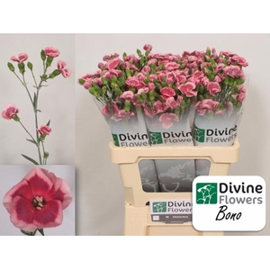 Di Solomio Bono Divine