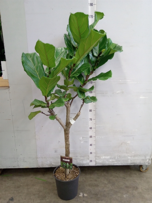 <h4>Ficus lyrata</h4>