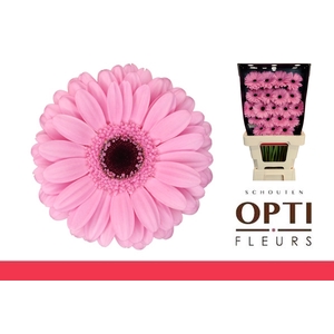 Germini Talent Diamond