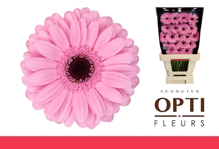 <h4>Germini Talent Diamond</h4>