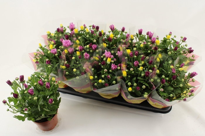 <h4>CHRYS GEM IN POT</h4>