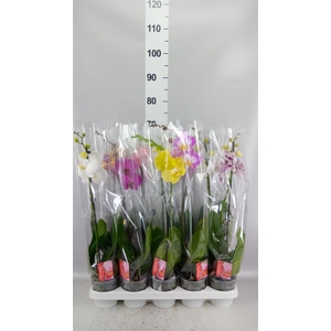 Phalaenopsis   ...mix