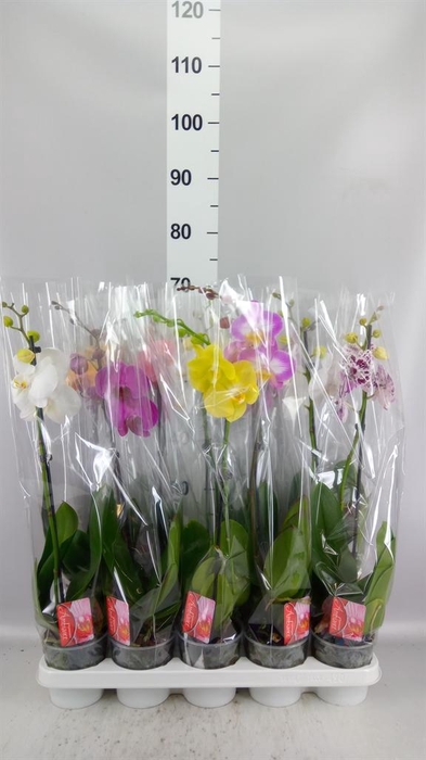 <h4>Phalaenopsis   ...mix</h4>