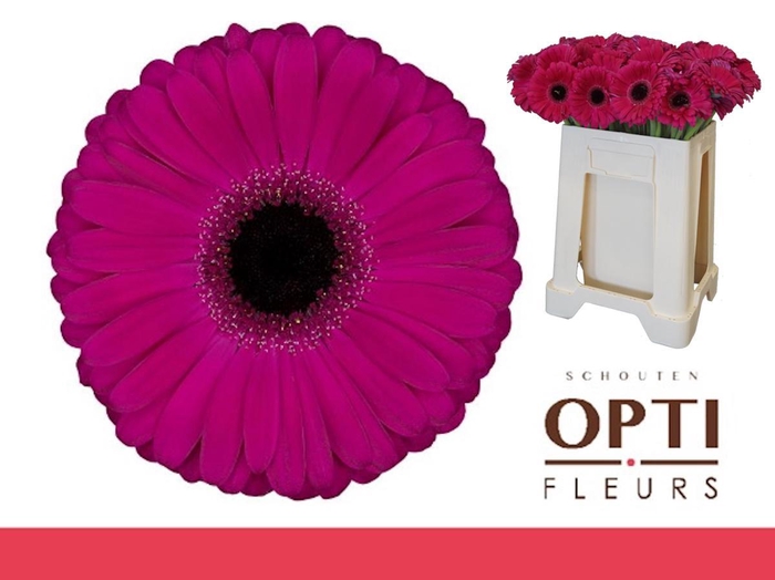 <h4>Gerbera Aladin Water</h4>