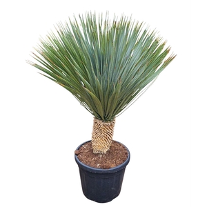 Yucca rostrata