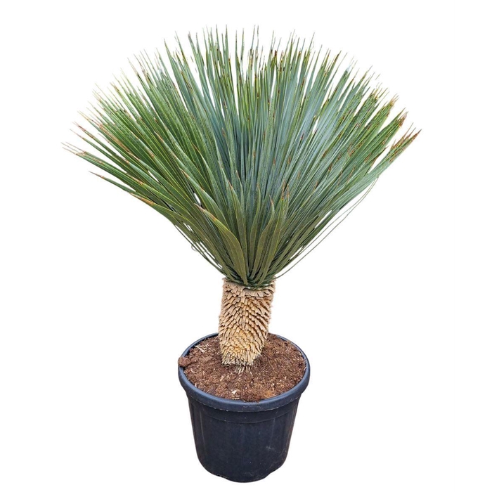 <h4>Yucca rostrata</h4>