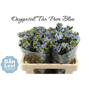 OXY CO TAN PURE BLU