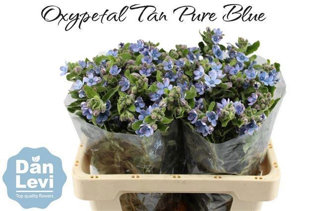 <h4>OXY CO TAN PURE BLU</h4>