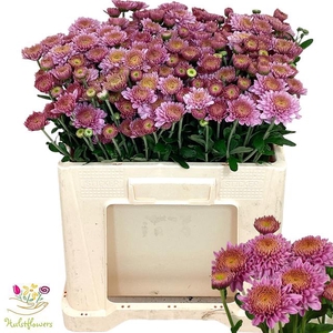 CHR T BLENDA PURPER