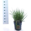 Panicum virgatum