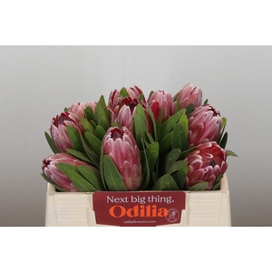 Protea Pink Ice