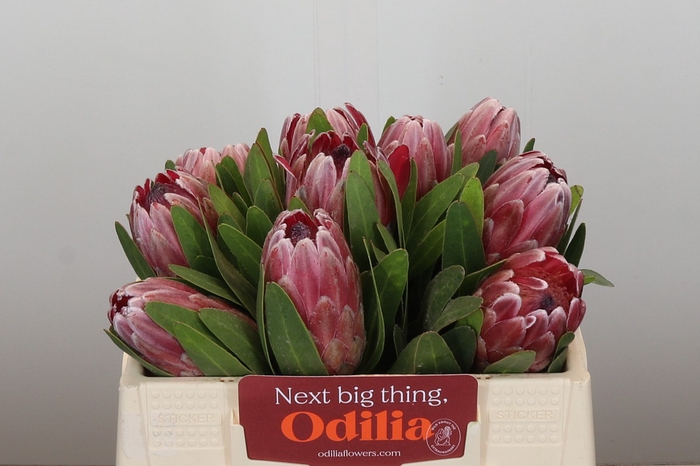 <h4>Protea Pink Ice</h4>