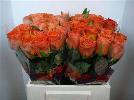 <h4>R Gr Orange Wave</h4>