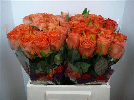 <h4>R Gr Orange Wave</h4>