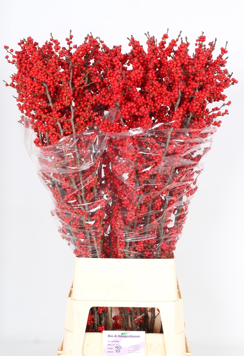 <h4>ILEX VE RODE BES</h4>